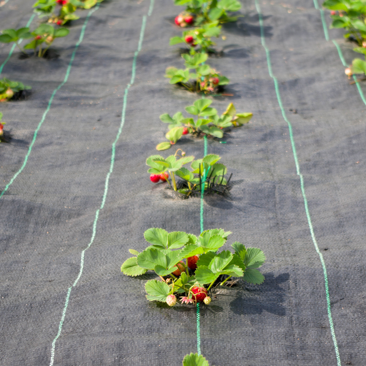 1m x 50m Heavy Duty Woven Weed Control Fabric Landscape Membrane with Free Pegs
