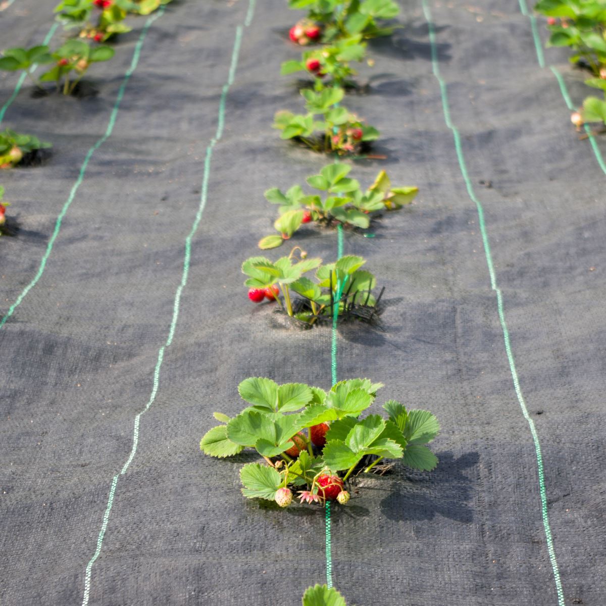 Yuzet Heavy Duty Weed Control Ground Cover Membrane Landscape Fabric - 1m / 2m / 3m / 4m / 5m Widths