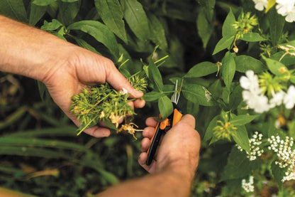 Fiskars 1051600 Solid SP13 Microtip Pruning Snips Garden Scissors